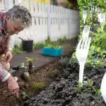 Sąsiedzi śmiali się, dopóki nie zobaczyli rezultatu: dlaczego widły są potrzebne w ogrodzie warzywnym? Sąsiedzi śmiali się, dopóki nie zobaczyli rezultatu: dlaczego widły są
