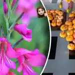 Sekretna sztuczka ogrodników przed sadzeniem sprawia, że kwiaty rosną szybciej