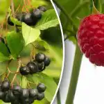 Trzeba się spieszyć: które krzewy jagodowe sadzi się we wrześniu? Trzeba się spieszyć: które krzewy jagodowe sadzi się we wrześniu?