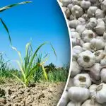 Ważne jest, aby się rozgrzać: czym posypać czosnek, aby wyrosły