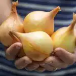 Wszystko o uprawie cebuli w ogrodzie warzywnym: eksperci zebrali wszystkie sekrety w jednym miejscu Wszystko o uprawie cebuli w ogrodzie warzywnym: eksperci zebrali wszystkie