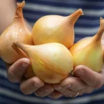 Wszystko o uprawie cebuli w ogrodzie warzywnym: eksperci zebrali wszystkie sekrety w jednym miejscu wszystko-o-uprawie-cebuli-w-ogrodzie-warzywnym-eksperci-zebrali-wszystkie.webp.webp