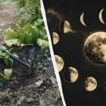 Zapomnij o ogrodzie warzywnym w te dni kwietnia: dokładny kalendarz