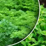 Zbierz plony w miesiąc: co możesz zasiać lub zasadzić we