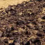 Zbiory będą dwa razy większe: jaki nawóz stosują jesienią doświadczeni