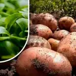 Ziemia będzie jak puch: ogrodnik powiedział, co zasiać po zbiorach ziemniaków Ziemia będzie jak puch: ogrodnik powiedział, co zasiać po zbiorach