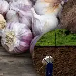 Zimowy czosnek tego nie lubi: ogrodnik odkrył sekret idealnej grządki na zimę Zimowy czosnek tego nie lubi: ogrodnik odkrył sekret idealnej grządki