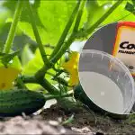 Żniwa do października: prosty przepis na najlepszy nawóz do ogórków