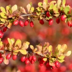 10 krzewów, których nigdy nie powinieneś sadzić na swoim podwórku 10-krzewow-ktorych-nigdy-nie-powinienes-sadzic-na-swoim-podworku.webp.webp