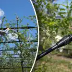 Choroby i szkodniki nie mają szans - kiedy i jak