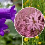 Co sadzić w cieniu: sześć polnych kwiatów, które rosną bez