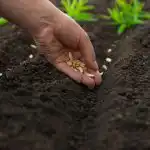 Co sadzić w kwietniu: 5 najodporniejszych warzyw na zmienny klimat