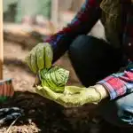 Co sadzić w kwietniu w otwartym terenie, szklarni i sadzonkach: ściągawka dla hodowcy daczy Co sadzić w kwietniu w otwartym terenie, szklarni i sadzonkach: