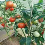 Dlaczego pomidory czernieją: oto jak prawidłowo chronić swoje uprawy przed Phytophthora dlaczego-pomidory-czernieja-oto-jak-prawidlowo-chronic-swoje-uprawy-przed.jpg