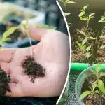 Dlaczego sadzonki umierają: czego nigdy nie należy robić