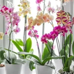 jedna-filizanka-naturalnego-roztworu-a-orchidea-bedzie-stale-kwitnac.webp.webp