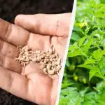 Kiedy sadzić pomidory w kwietniu: daty według kalendarza księżycowego 2026 i wróżby ludowe Kiedy sadzić pomidory w kwietniu: daty według kalendarza księżycowego 2026