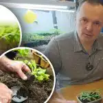 Kiełki więdną po zerwaniu: trzy podstawowe warunki udanego przesadzania Kiełki więdną po zerwaniu: trzy podstawowe warunki udanego przesadzania