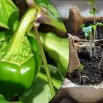 Kiełki wykiełkują w ciągu 24 godzin: łatwy sposób na wyhodowanie