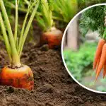 Koniec z "napalonymi" roślinami okopowymi: co dodać do dołka podczas siewu marchwi? Koniec z "napalonymi" roślinami okopowymi: co dodać do dołka podczas