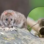 Magnes na wszystkie gryzonie: czego nie umieszczać w ogrodzie wiosną