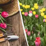 Należy to zrobić teraz, w przeciwnym razie tulipany nie zakwitną: