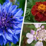 Nie potrzebujesz nawet podlewania: najpiękniejsze kwiaty ogrodowe, które nie wymagają