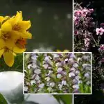 Ogrodnicy żałują: nazwane kwiaty, których lepiej nie sadzić w ogrodzie