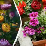 Pięknie rosną w cieniu i praktycznie nie wymagają konserwacji: 5