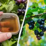 Pierwszy nawóz należy zastosować do porzeczek przed Wielkanocą: później już