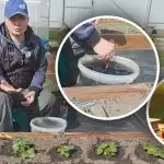 Pod każdym krzakiem wiosną: czym karmić truskawki, aby uzyskać słodkie i duże jagody Pod każdym krzakiem wiosną: czym karmić truskawki, aby uzyskać słodkie