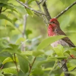 Ptaki i gryzonie boją się tego jak ognia: jak chronić ogród i ogród warzywny przed nieproszonymi gośćmi ptaki-i-gryzonie-boja-sie-tego-jak-ognia-jak-chronic.webp.webp