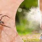 Roztocza ich nie znoszą: jakie rośliny sadzić w kwietniu w celu ich ochrony? Roztocza ich nie znoszą: jakie rośliny sadzić w kwietniu w