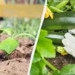 Sadzenie cukinii z nasion można rozpocząć dopiero od tego dnia: ani wcześniej, ani później Sadzenie cukinii z nasion można rozpocząć dopiero od tego dnia: