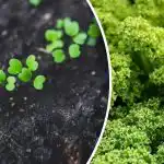 Wczesny siew - co można wysiewać w otwartym terenie już