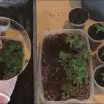 Zbiory będą 10 razy większe: Jak zbierać sadzonki pomidorów, ogórków